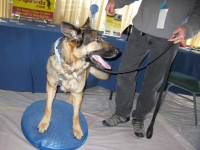 Wyatt exercises on Balance Disc at Greyhounds Rock