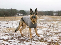 Wyatt in Ruff Wear Climate Changer Dog Sweater