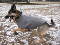 Wyatt in Ruff Wear Climate Changer Dog Sweater
