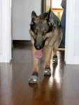 Ruff Wear Grip Trex Dog Boots Help On Slippery Floors