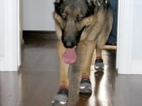 Ruff Wear Grip Trex Dog Boots Help On Slippery Floors
