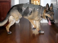 Ruff Wear Grip Trex Dog Boots Help On Slippery Floors