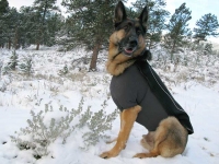 Ruff Wear Climate Chaser Dog Coat on Wyatt