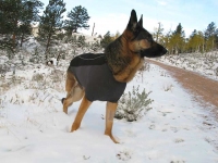 Ruff Wear Climate Chaser Dog Coat on Wyatt