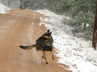Ruff Wear Climate Chaser Dog Coat on Wyatt