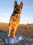 Three Legged GSD Wyatt Builds Strength on FitPAWS FitBone