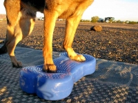 Three Legged GSD Wyatt Builds Strength on FitPAWS FitBone