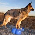 Three Legged GSD Wyatt Builds Strength on FitPAWS FitBone