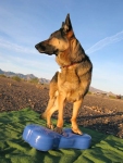 Three Legged GSD Wyatt Builds Strength on FitPAWS FitBone