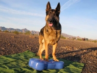 Three Legged GSD Wyatt Builds Strength on FitPAWS FitBone