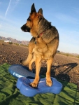 Three Legged GSD Wyatt Builds Strength on FitPAWS FitBone