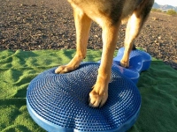 Three Legged GSD Wyatt Builds Strength on FitPAWS FitBone