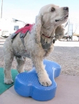 Front Leg Tripawd Exercise on FitPAWS FitBone