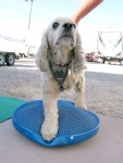 Front Leg Tripawd Exercise on FitPAWS Balance DIsc