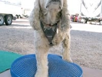 Front Leg Tripawd Exercise on FitPAWS Balance DIsc