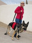 AST Custom Pet Support Suit on Tripawd GSD Wyatt