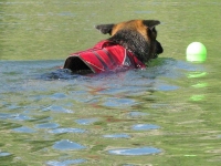 Wyatt Swims Safe in K9 Float Coat