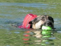 Wyatt Swims Safe in K9 Float Coat
