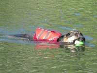 Wyatt Swims Safe in K9 Float Coat