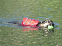 Wyatt Swims Safe in K9 Float Coat