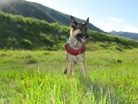 Wyatt Swims Safe in K9 Float Coat