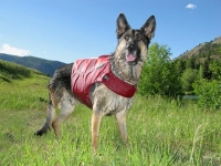 Wyatt Swims Safe in K9 Float Coat