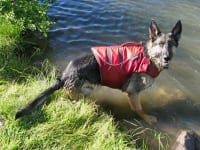 Wyatt Swims Safe in K9 Float Coat