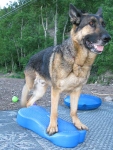 Wyatt Balances on FitPAWS FitBone