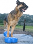 Wyatt Balances on FitPAWS FitBone