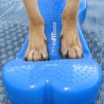 Wyatt Balances on FitPAWS FitBone