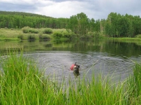 Tripawd Wyatt swims safe in Ruffwear K9 Float Coat