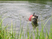 Tripawd Wyatt swims safe in Ruffwear K9 Float Coat