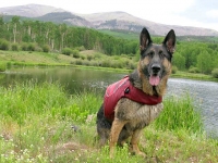 Tripawd Wyatt swims safe in Ruffwear K9 Float Coat