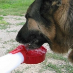 Water Rover Portable Water Dog Bowl