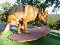 Austin balances on homemade wobble board