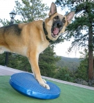 Travis exercises on FitPAWS Balance Disc