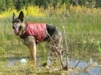 Wyatt Swims Safe in his Ruffwear Float Coat