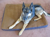 Ruffwear Urban Sprawl Dog Bed