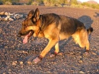 Ruffwear Grip Trex Dog Boots protect Wyatt\'s Paws