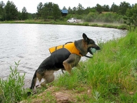 Wyatt swims in Ruffwear Float Coat