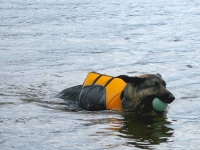 Wyatt swims in Ruffwear Float Coat