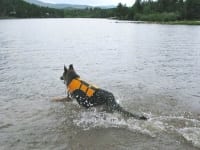 Wyatt swims in Ruffwear Float Coat
