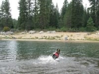 Wyatt swims Shaver Lake in Ruffwear Float Coat