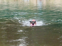 Wyatt swims Shaver Lake in Ruffwear Float Coat