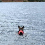 Wyatt swims Crystal Lake in Ruffwear Float Coat