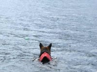 Wyatt swims Crystal Lake in Ruffwear Float Coat