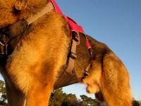 Ruffwear Web Master Plus Brush Guard Harness