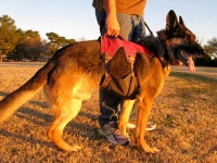 Ruffwear Web Master Plus Brush Guard Harness