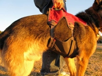 Ruffwear Web Master Plus Brush Guard Harness