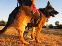 Ruffwear Web Master Plus Brush Guard Harness